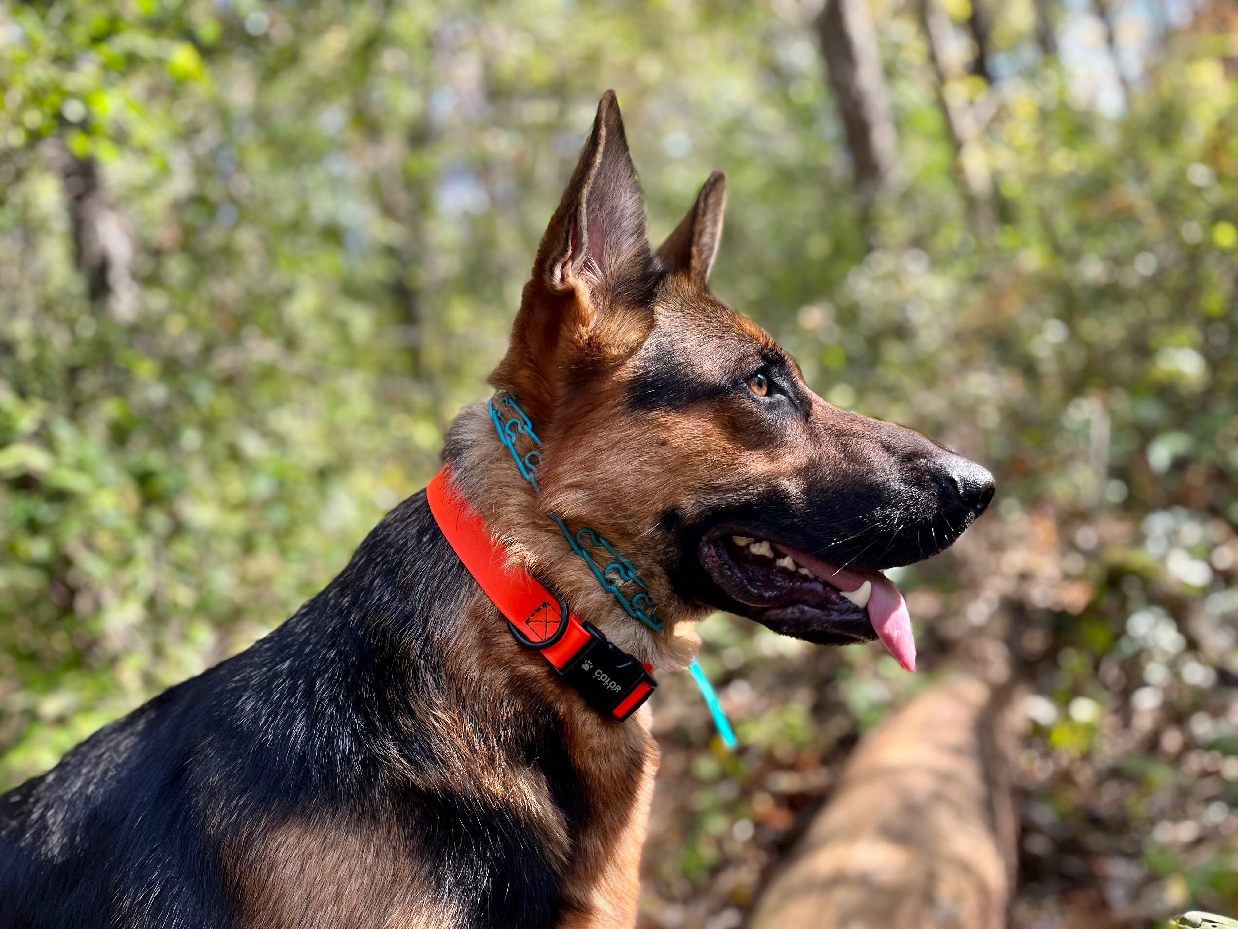 Adjustable Collars – Color Up Pet