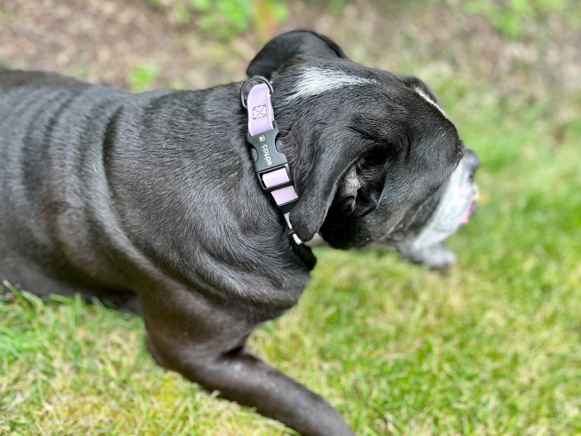 3/4" Lilac Adjustable Biothane Collar with side release buckle. Waterproof, wont hold odors or moisture against dogs coat. Easy to clean and extremely durable. 